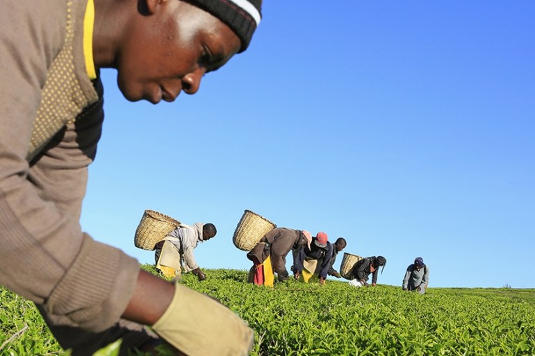 Woman picks tea leaves at a plantation in Nandi Hills, Kenya