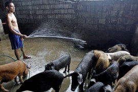 Philippines - swine fever