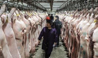 China Pork Virus