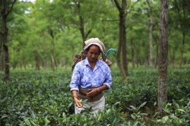 Women farmers hand pluck leaves at tea gardens in the Dooars region of West Bengal in India. The farmers from shut tea gardens go to other healthy gardens as hired laborers and are paid anywhere betwe