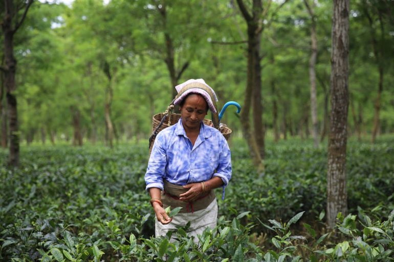 Women farmers hand pluck leaves at tea gardens in the Dooars region of West Bengal in India. The farmers from shut tea gardens go to other healthy gardens as hired laborers and are paid anywhere betwe