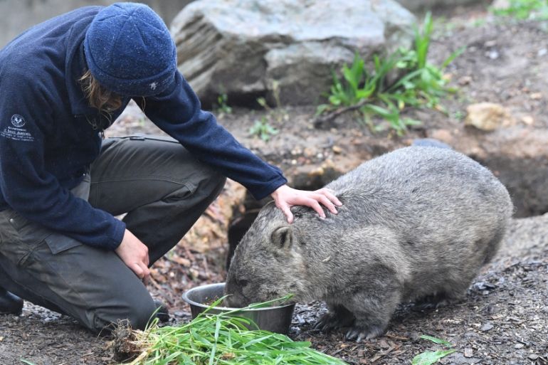 Wombat - Australia