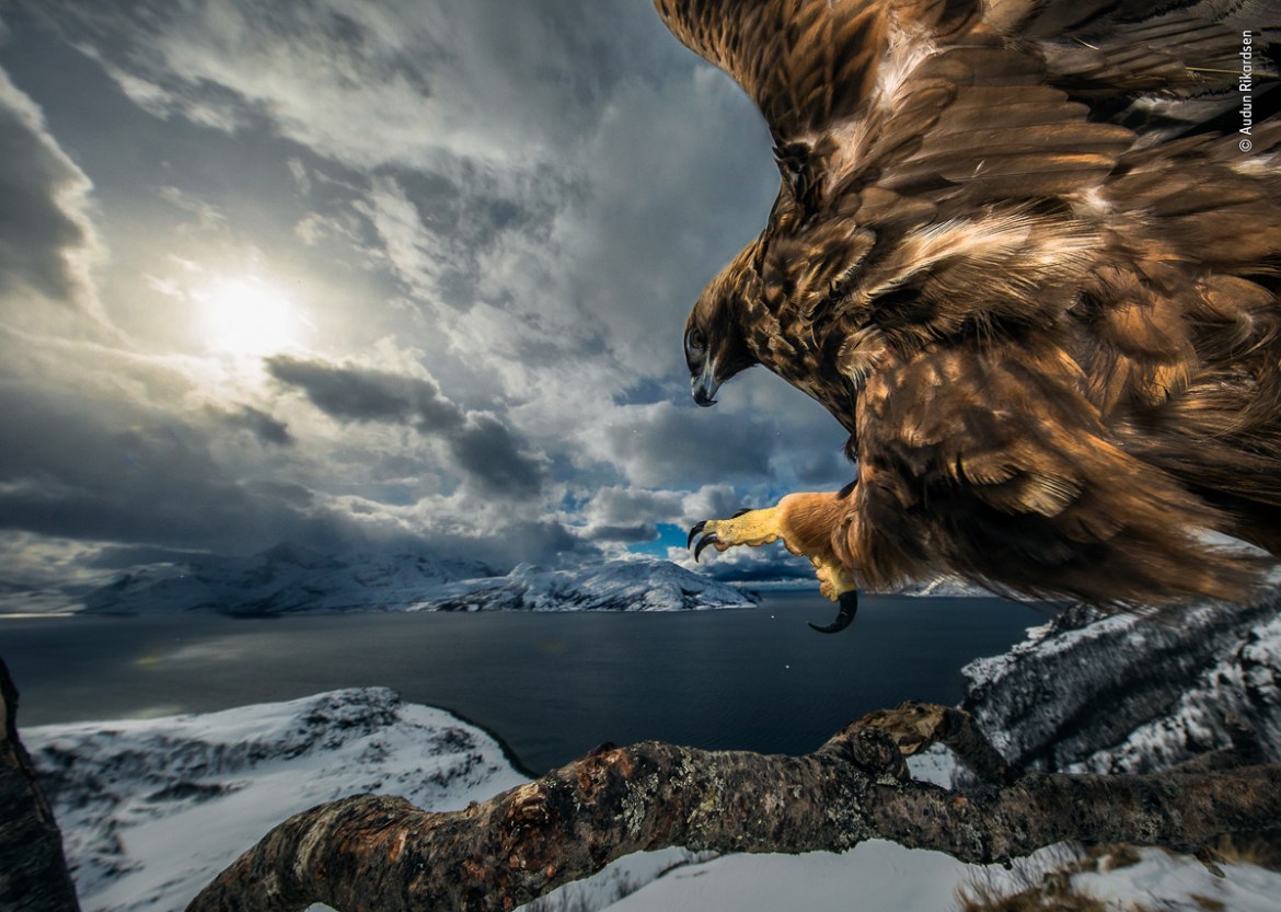 © Audun Rikardsen - Wildlife Photographer of the Year
