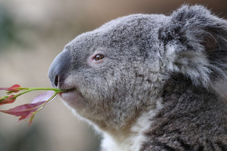 National tragedy': Koalas burned to death in Australia bushfire | Wildlife  News | Al Jazeera