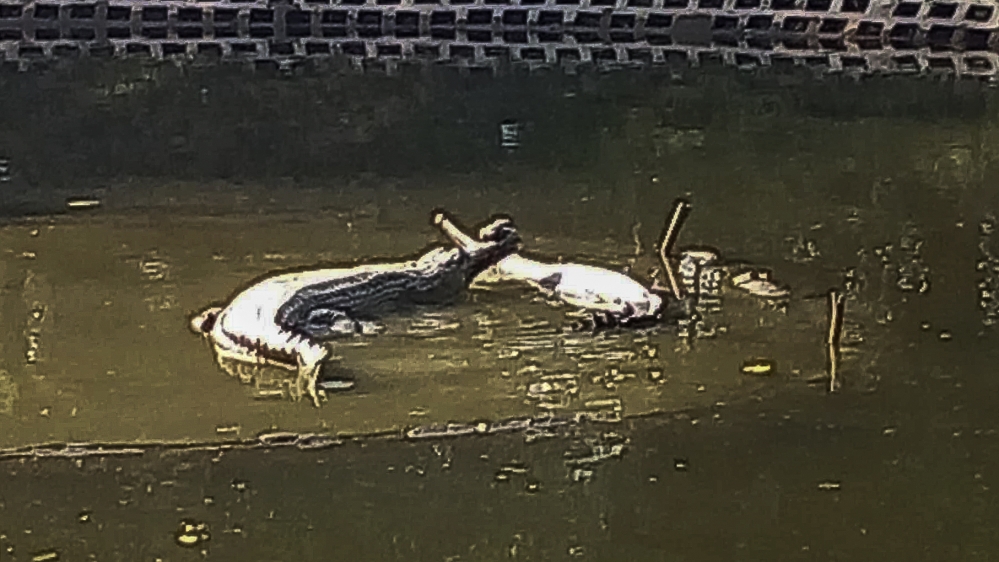 rivers crocs