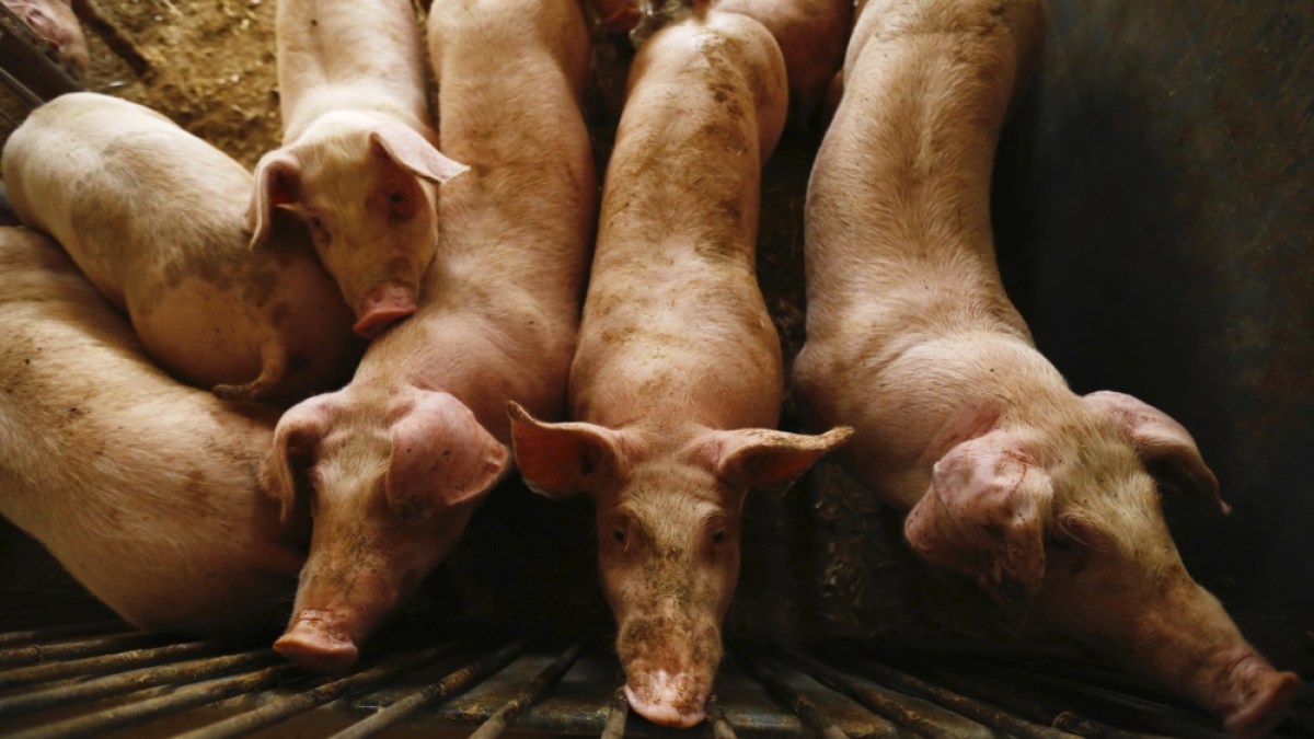 African swine fever keeps spreading across Asia | Food | Al Jazeera