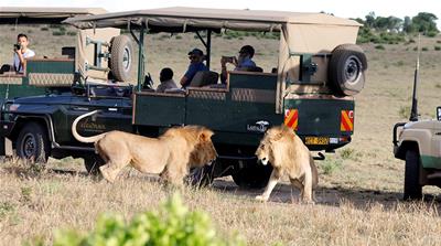 Masaai Mara Lions tourists
