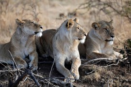 Lions in conservancy adjacent to Masaai Mara