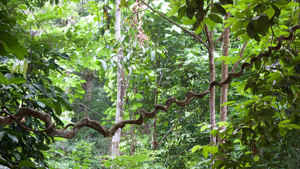 Malaysia jungle