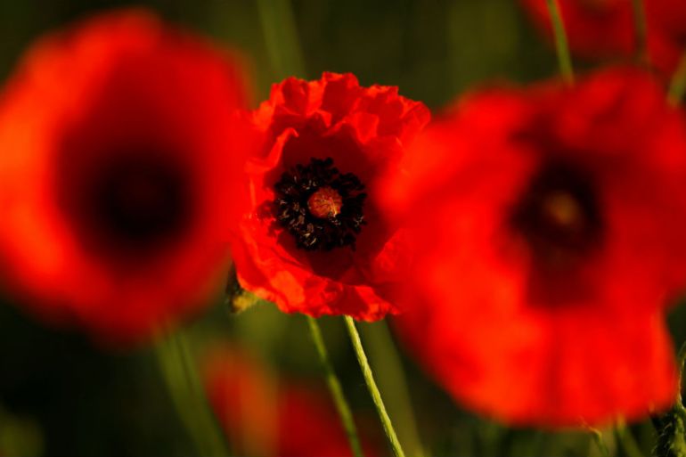 Poppies - reuters