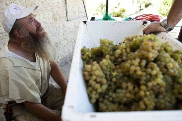 Israeli settlement grapes - reuters