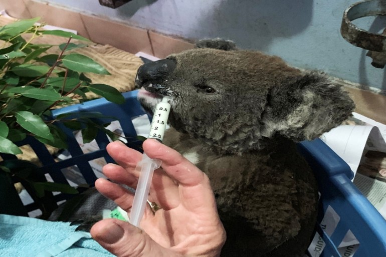 burnt koala named Anwen, rescued from Lake Innes Nature Reserve, receives formula at the Port Macquarie Koala Hospital ICU in Port Macquarie