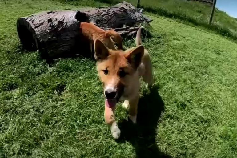 Video screenshot of a dingo in Australia 2019 Thomson Reuters, unless otherwise identified