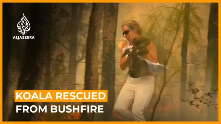 Koala rescued from bushfire in Australia