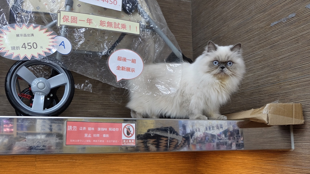 Taiwan pets