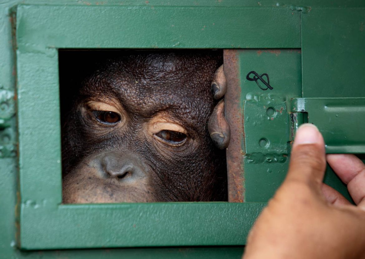 A Thai officer closes the window of cage where Cola, a 10-year-old female orangutan, waits to be sent back to Indonesia at Suvarnabhumi Airport in Bangkok, Thailand, on Friday, Dec. 20, 2019. Wildlife
