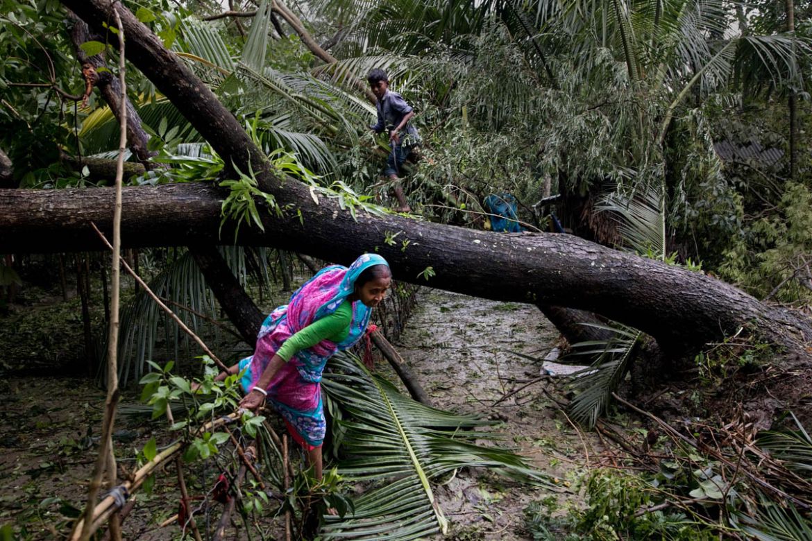 Women seen cross the wiped tree on the way of her road just after cyclone near Sundarban, at least 4,589 trees were damaged under the influence of Cyclone Bulbul in Sundarbans, according to a report p