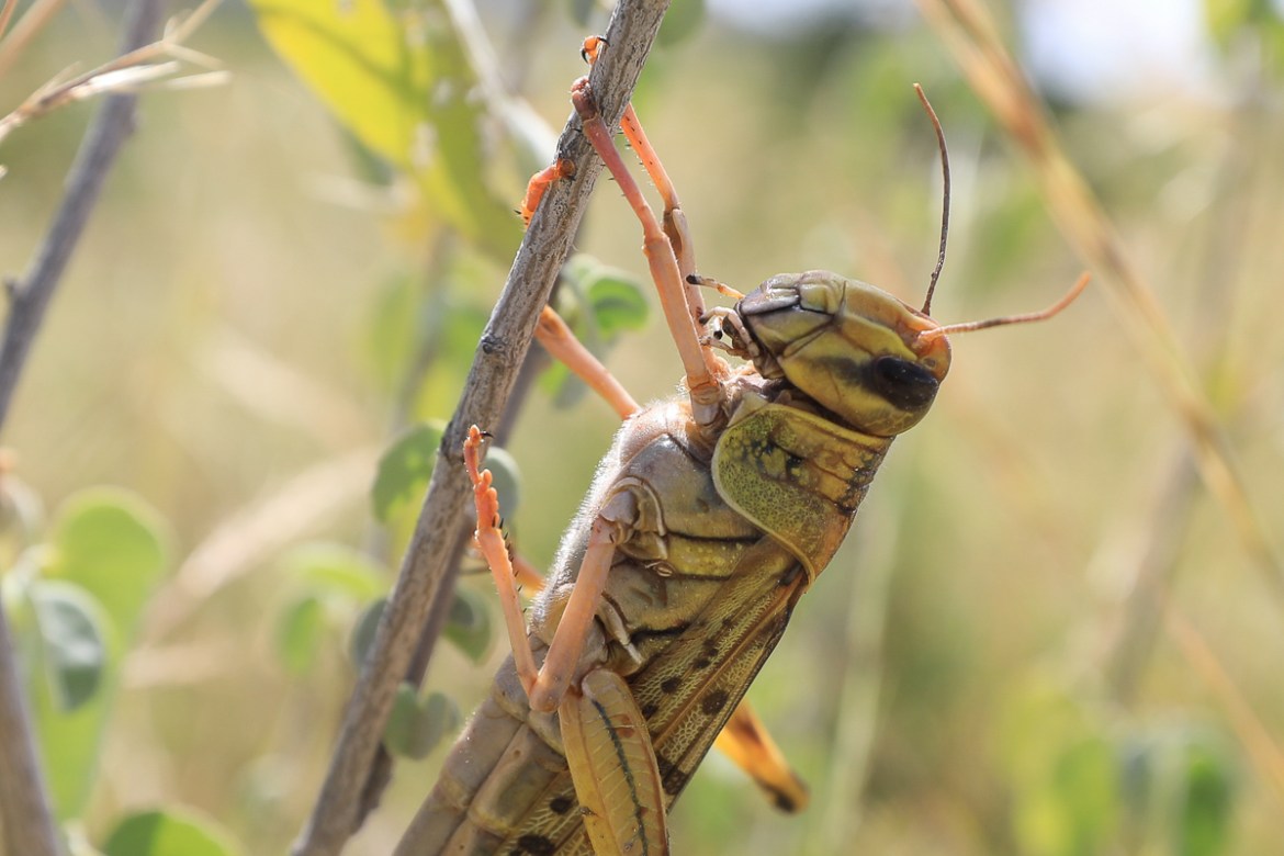 A desert locust is seen after an invasion in Shaba National Reserve in Isiolo, northern Kenya, 16 January 2020 (issued 18 January 2020). Large swarms of desert locusts have been invading northern Keny