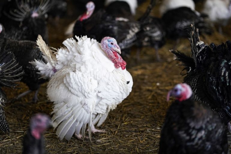 Turkey Farmers Prepare For Christmas Day