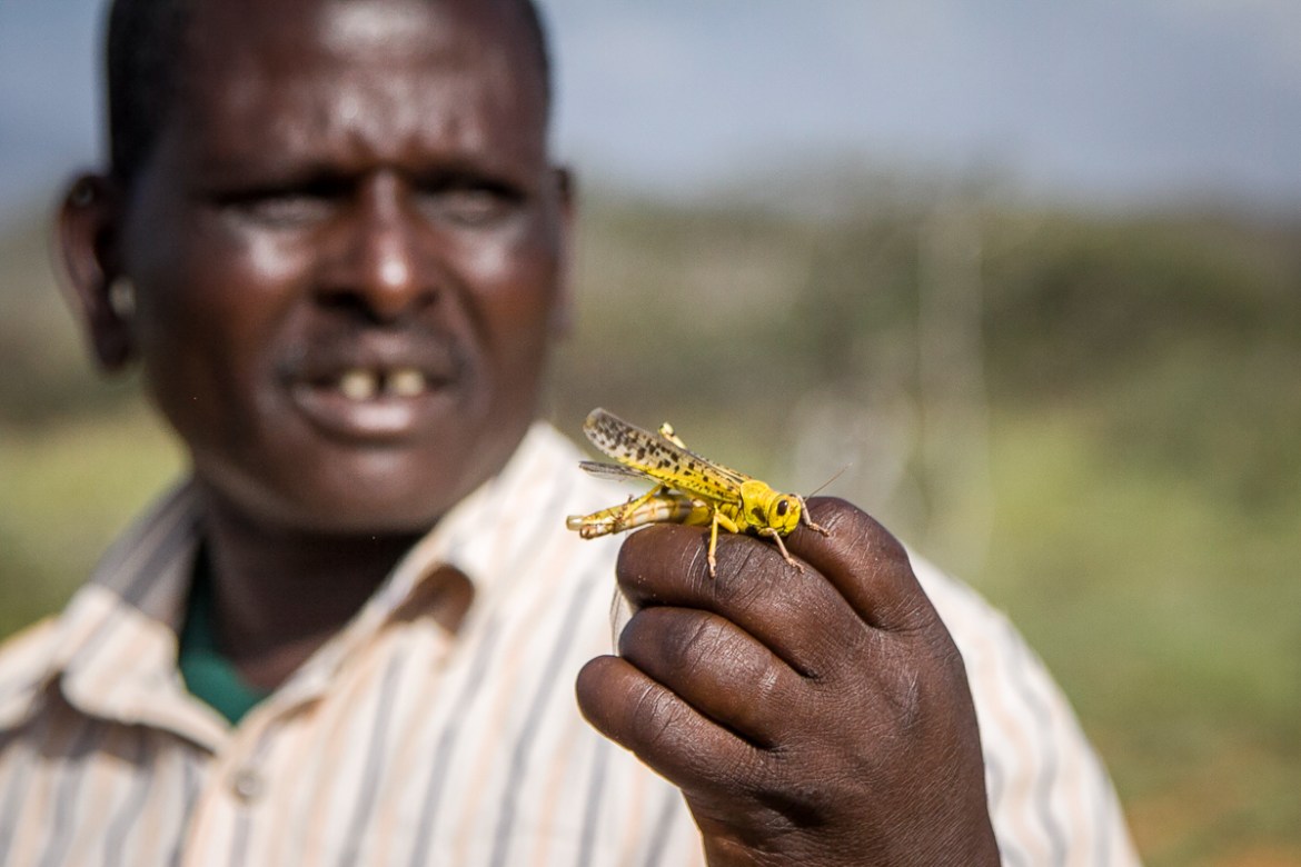 In this photo taken Thursday, Jan. 16, 2020, a Samburu man who works for a county disaster team identifying the location of the locusts, holds one on his hand near the village of Sissia, in Samburu co