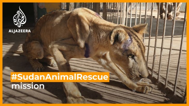 What sparked the #SudanAnimalRescue mission