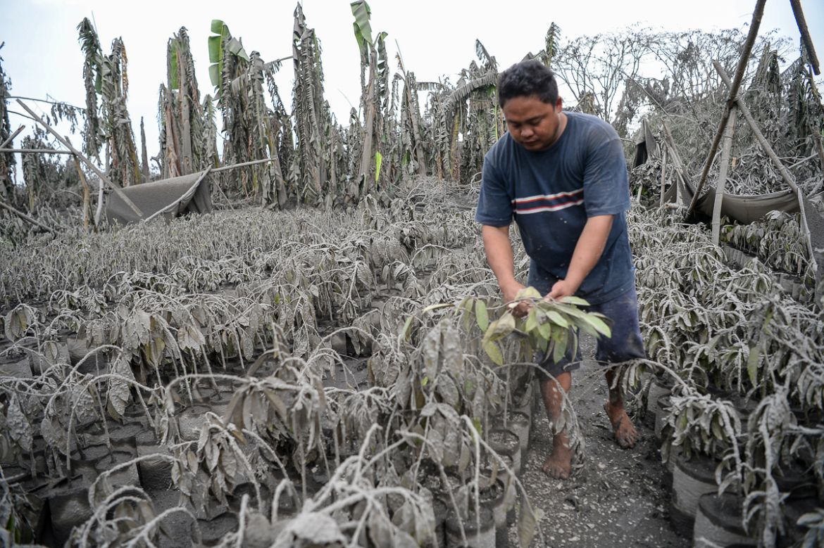 A worker walks past plants covered with mud and ash after Taal volcano erupted, in Talisay town, Batangas province south of Manila on January 13, 2020. - Lava and broad columns of ash illuminated by l