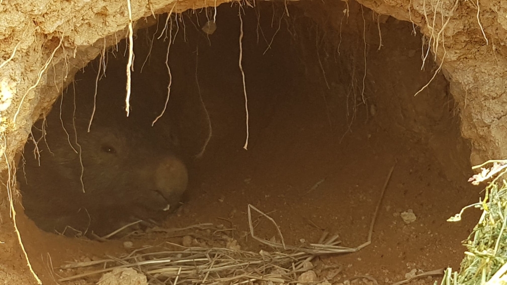 Wombat - Australia