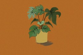 Sympathy plant - Illustration - 1