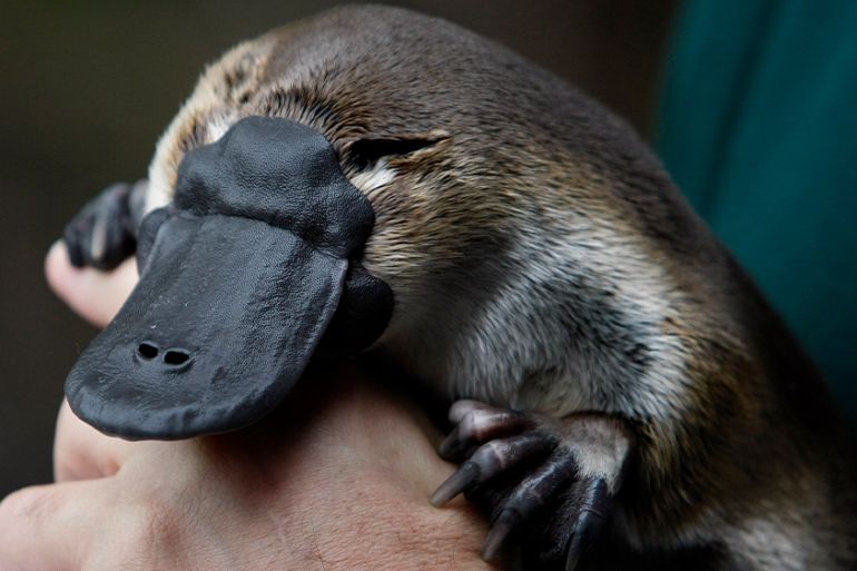 Australia platypus