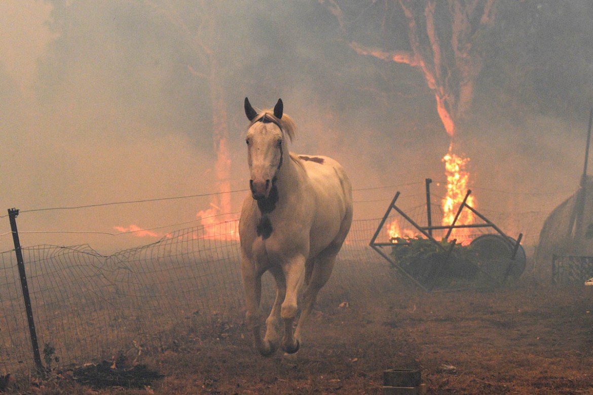 This picture taken on December 31, 2019 shows a horse trying to move away from nearby bushfires at a residential property near the town of Nowra in the Australian state of New South Wales. - Fire-rava