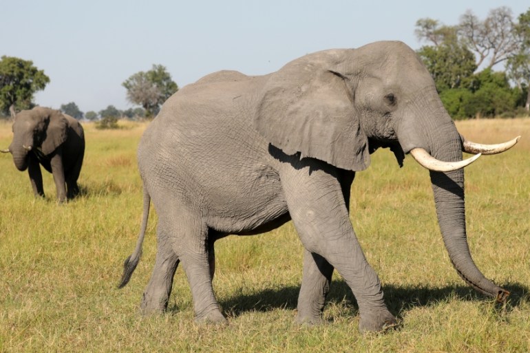 A pair of male elephants is seen in the Okavango Delta