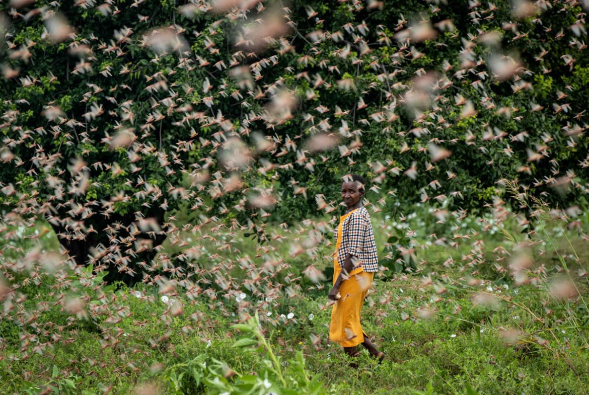 A farmer looks back as she walks through swarms of desert locusts feeding on her crops, in Katitika village, Kitui county, Kenya, Friday, Jan. 24, 2020. Desert locusts have swarmed into Kenya by the h