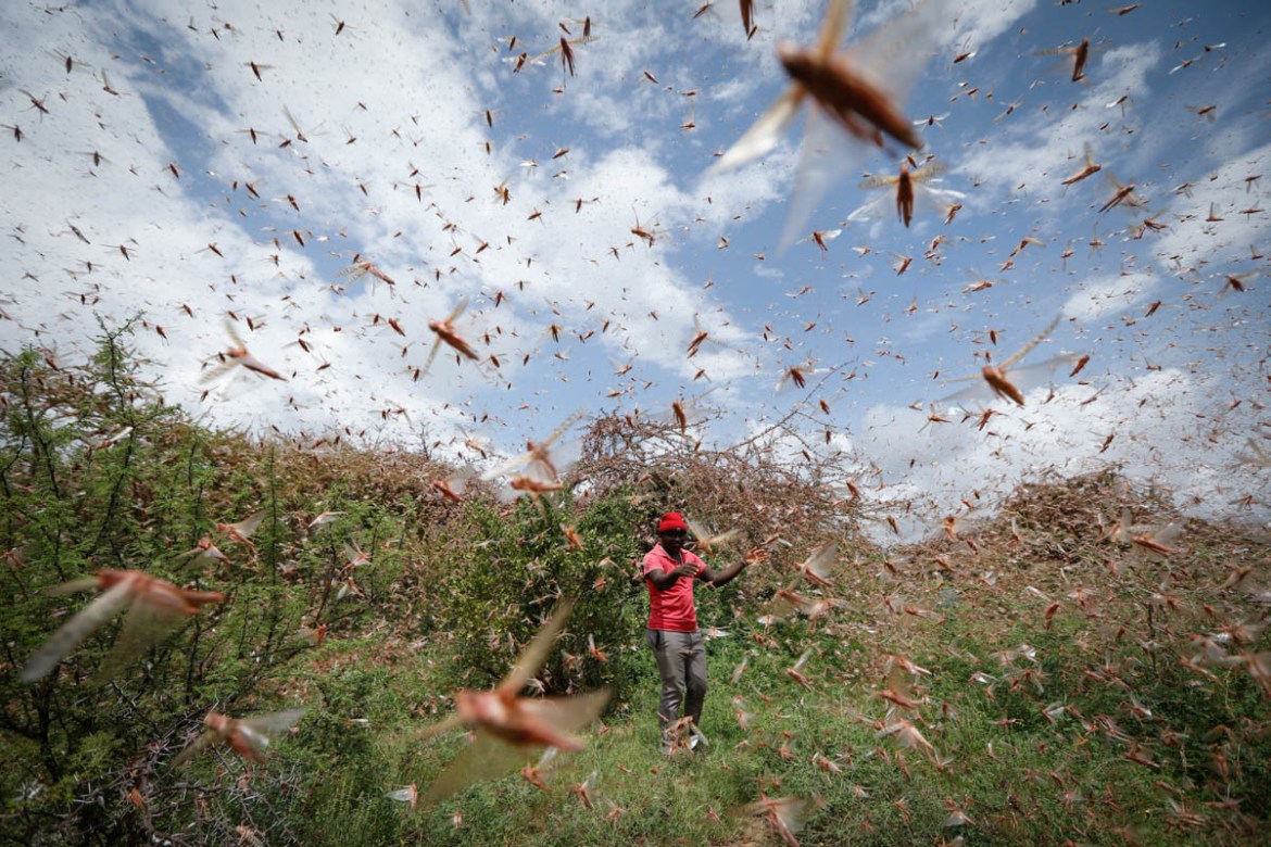 epaselect epa08160542 A man chases away a swarm of desert locusts in the bush near Enziu, Kitui County, some 200km east of the capital Nairobi, Kenya, 24 January 2020. Large swarms of desert locusts h