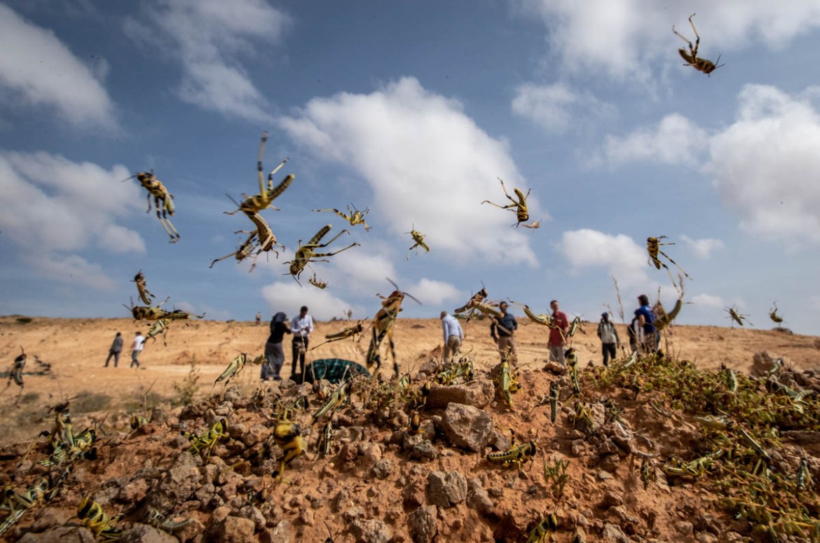 In this photo taken Wednesday, Feb. 5, 2020, young desert locusts that have not yet grown wings jump in the air as they are approached, as a visiting delegation from the Food and Agriculture Organizat