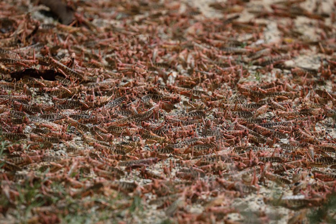 epa08158650 A swarm of desert locusts sit on the ground in the bush near Enziu, Kitui County, some 200km east of the capital Nairobi, Kenya, 24 January 2020. Large swarms of desert locusts have been i