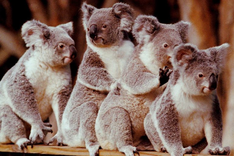 Australia koalas