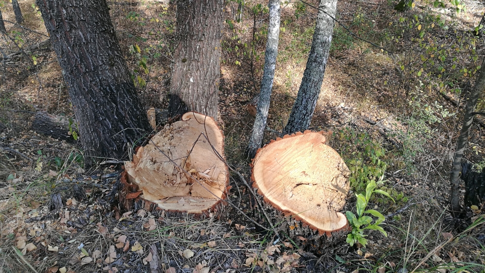 Freshly-cut trees in the Chernobyl exclusion zone