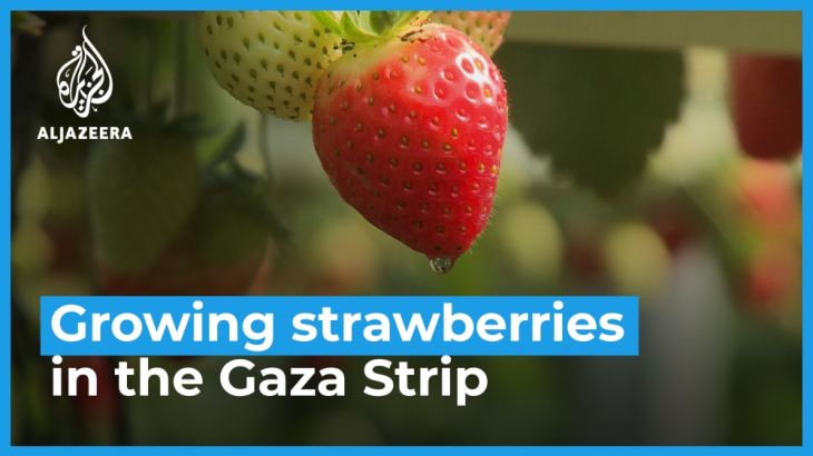 Growing strawberries in the Gaza Strip:
