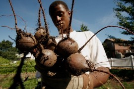 African-American farmer