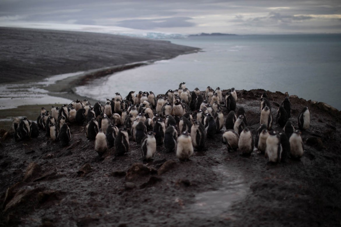 A colony of chinstrap penguins stand on Snow Island, Antarctica, January 31, 2020. REUTERS/Ueslei Marcelino SEARCH "ANTARCTICA PENGUINS" FOR THIS STORY. SEARCH "WIDER IMAGE" FOR ALL STORIES. - RC2