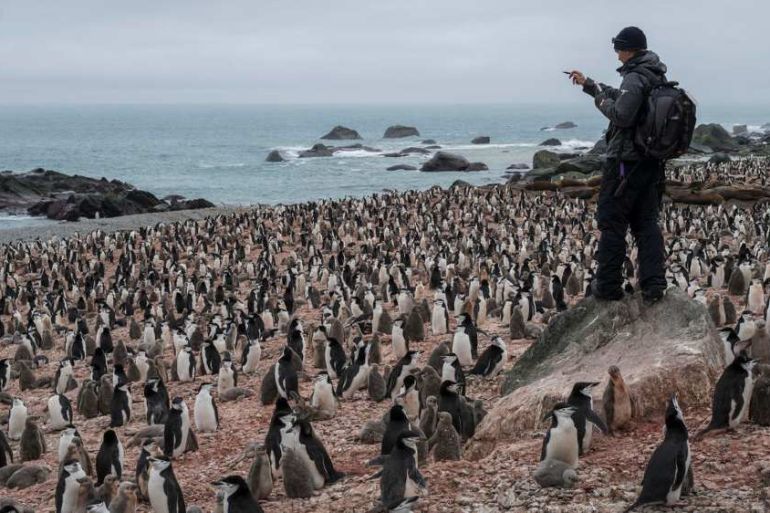 Penguin survey -Greenpeace