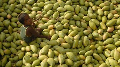 India mangoes