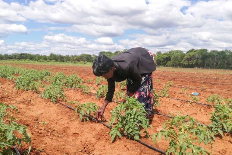 Zimbabwe Subsistence farmers [Farai Matiashe/Al Jazeera]