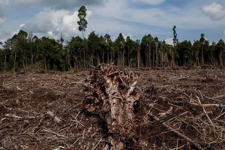 PEKANBARU, SUMATRA, INDONESIA - JULY 11: A view of stumps in recently deforested of peat natural forest located on the concession of PT RAPP (Riau Andalan Pulp and Paper), a subsidiary of APRIL group