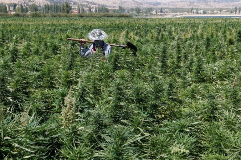A farmer is seen in a green of cannabis plants in a field overlooking a lake in Yammouneh in West of Baalbek