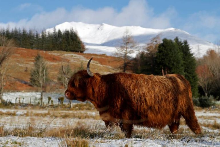 Highland coo - Reuters