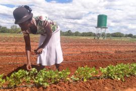 Zimbabwe Subsistence farmers [Farai Matiashe/Al Jazeera]