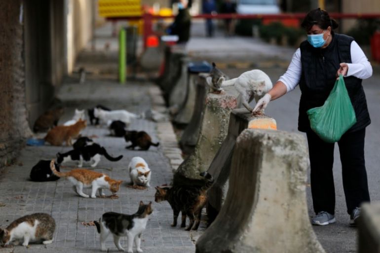 Lebanon - cats