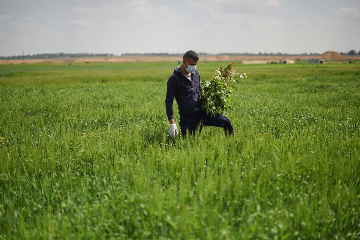A farmer on his land near the village of Khuza''a, in the southern Gaza Strip. He wears protective gear even while tending his wheat crops.