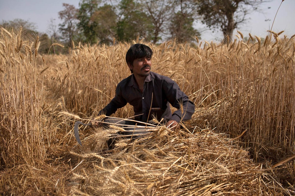 Dayaram Kushwaha, a migrant worker who returned home from New Delhi, harvests wheat during nationwide lockdown in India to slow the spread of the coronavirus, in Jugyai village in the central state of